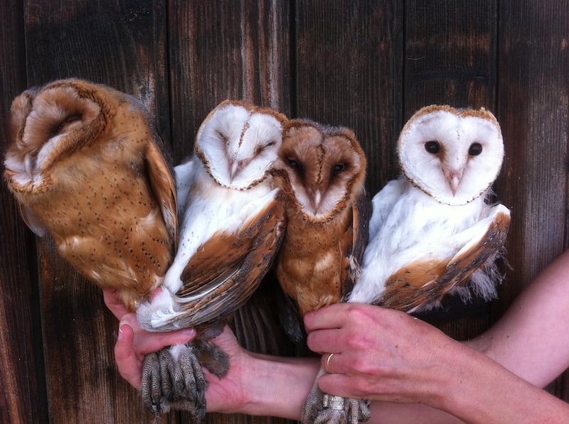 Nestling barn owls with varying colouration