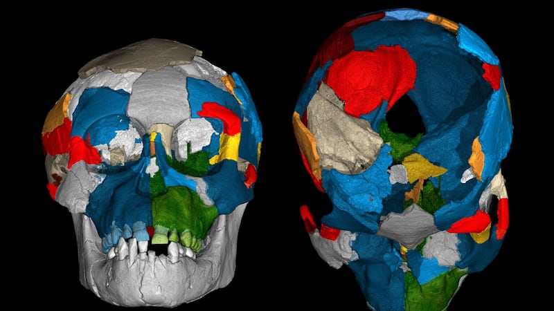 The findings are based on an analysis of eight fossil skulls belonging to the Australopithecus afarensis species.