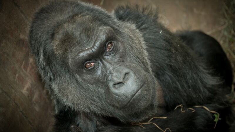 The first gorilla born in captivity has died
