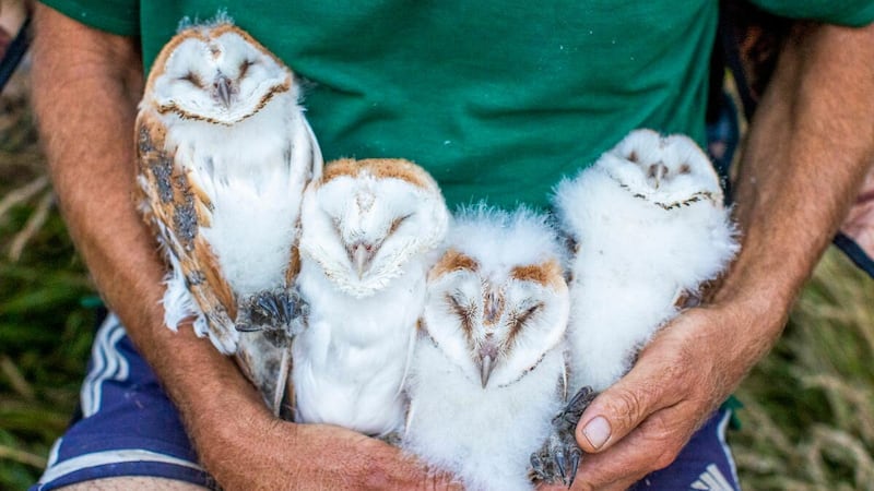 The barn owl population has been under threat due to a loss of suitable habitat, extreme weather and the build up of toxins from poisoned prey.