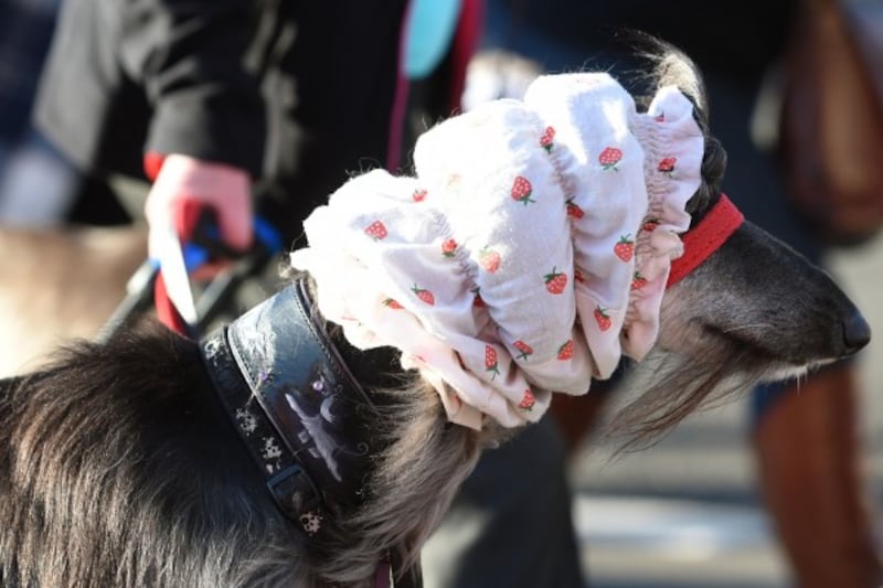 a dog in a bonnet (Joe Giddens/PA)