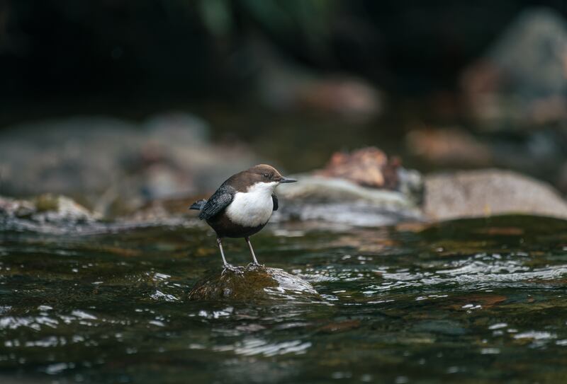 white-throated dipper bird in the mountain river