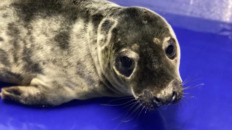 Curry the grey seal pup has now been successfully released back into the wild.