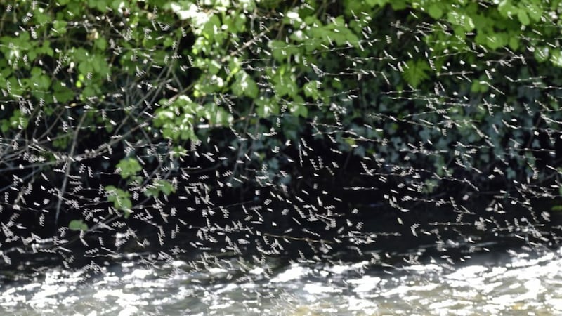 A cloud of midges over a stream. Picture by Getty Images 