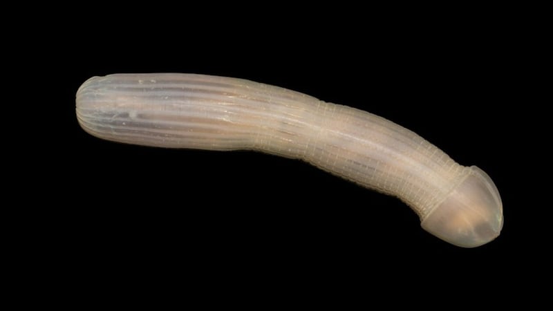 “Google peanut worm. You’re welcome.”
