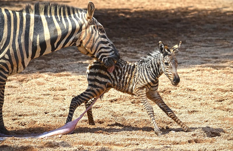 The little zebra with his mother