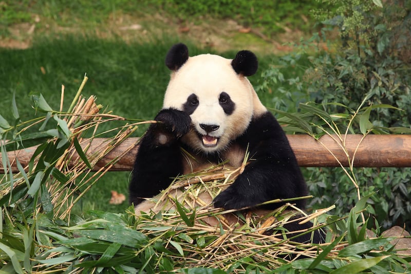 Fu Bao has been a major attraction at the Everland theme park near Seoul since she was born there in 2020 (Chung Sung-Jun/Pool Photo via AP)