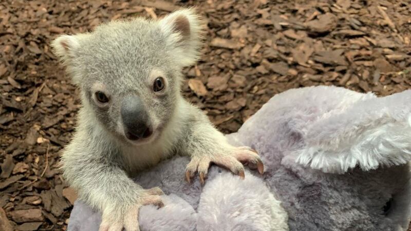 Dameeli – an indigenous Australian word for affection – was born at Edinburgh Zoo last June.