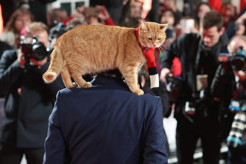 A Street Cat Named Bob World Premiere – London