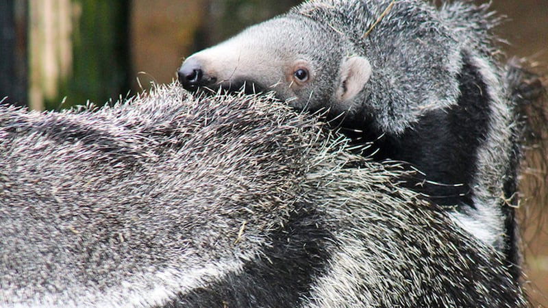 Belfast Zoo's new giant anteater baby can already be seen out and about and oftern hitches a ride on mum's back&nbsp;
