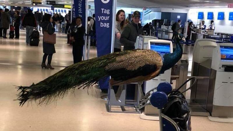 Although she bought a ticket for the bird, he was not allowed on due to health and safety issues.