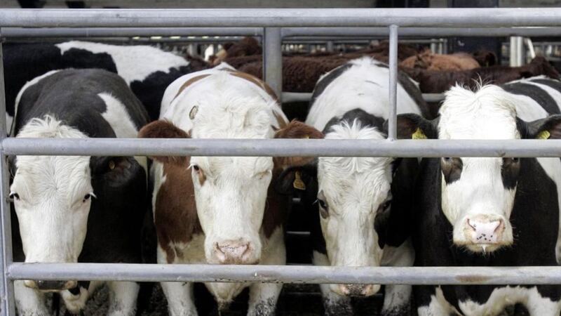 Cattle are one of the main sources of greenhouse gases. Picture by Andrew Milligan/PA Wire 