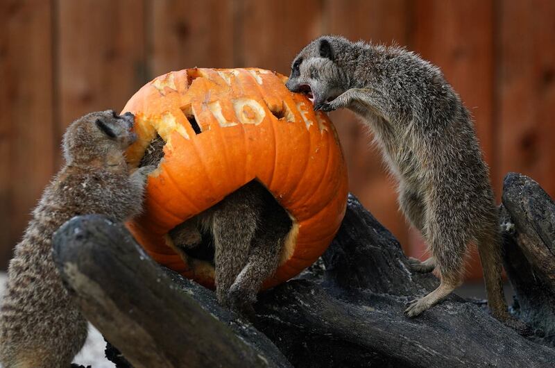 Inquisitive meerkats explore a pumpkin left in their enclosure by keepers at Blair Drummond Safari Park near Stirling 