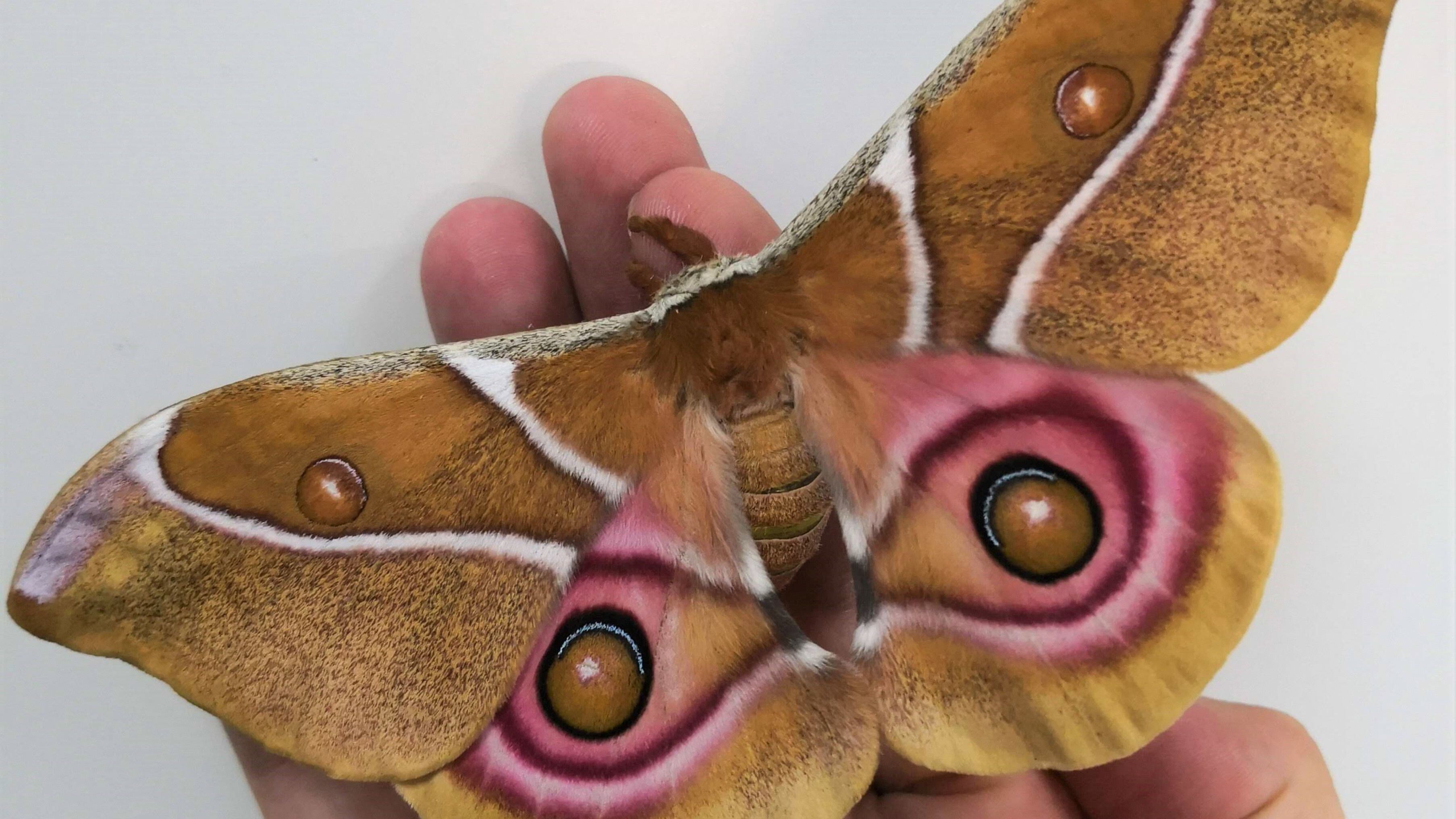 These hair-like growths on the insects could help scientists develop new technologies for absorbing sound.