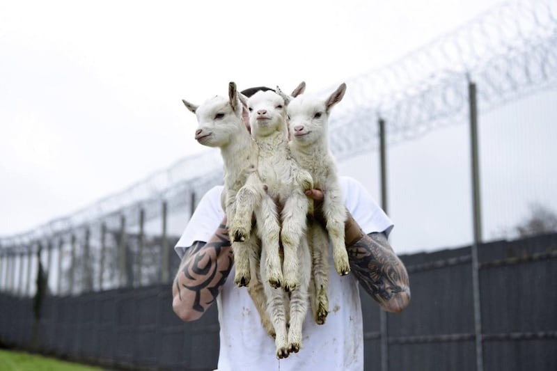 A student at Hydebank Wood College with three Saanen-crossed pygmy kid goats. Picture by Michael Cooper 