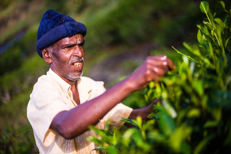 A tea picker in the Central Highlands (Alamy/PA)