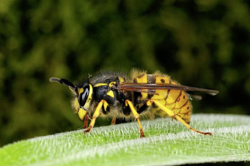 You are more likely to encounter bees and wasps during the summer 