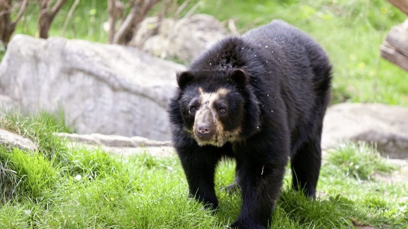 Ahh... all he or she needs is a hat and a duffel coat. A Peruvian spectacled bear 