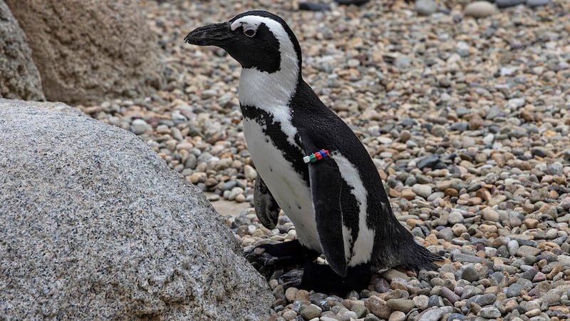 Custom shoes have been created for the four-year-old penguin named Lucas.