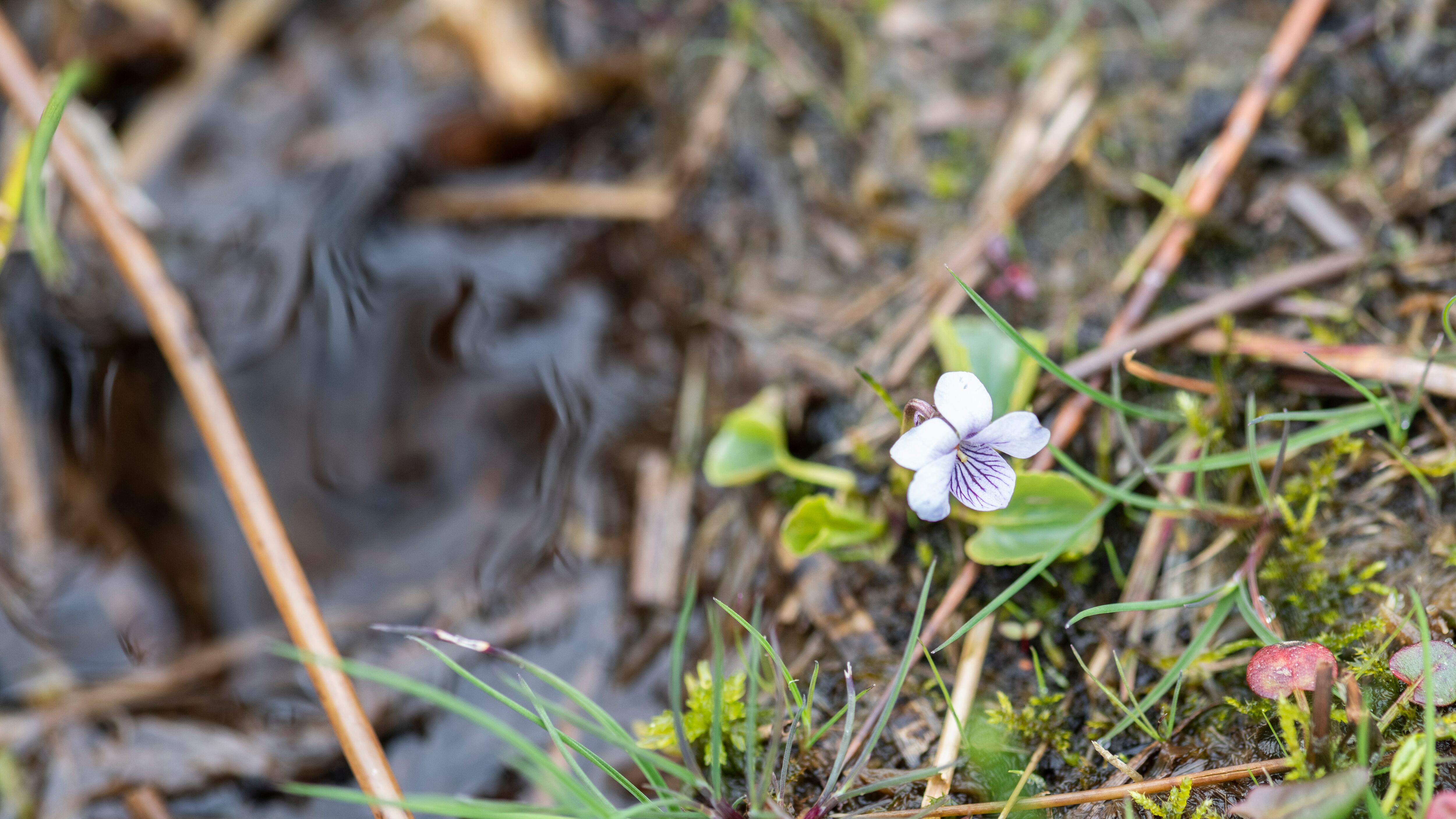 Marsh violets are being planted as part of a species regeneration project