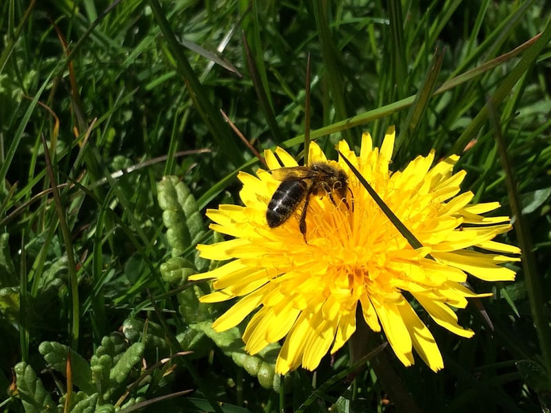 Dandelions may not be popular with gardeners but are food for bees (Trevor Dines/Plantlife/PA)