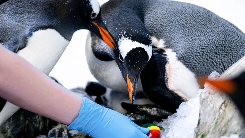 The female gentoo penguin couple, Marama and Rocky, adopted the egg after demonstrating to the aquarium’s team that they would make good parents.
