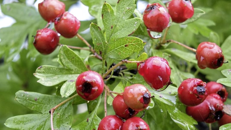 Hawthorn berries can be used to make a spikey sauce and, when fermented, a ros&eacute; wine 