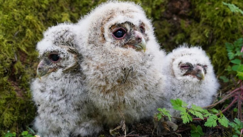 Tawny owl chicks at Kielder Forest in Northumberland (Owen Humphreys/PA)