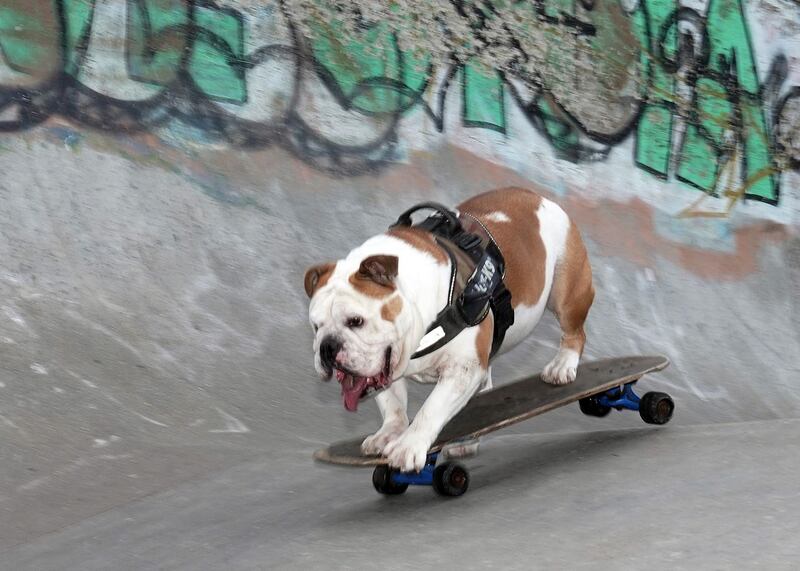 British bulldog rides skateboard