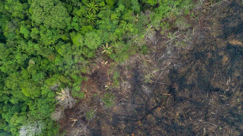 Deforestation has been taking place near Maues in the Amazon rainforest (Andre Dib/WWF-Brazil/PA)