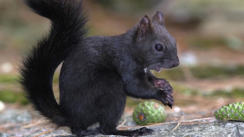 The two squirrels are the same species, with the only difference being their fur colour, scientists say. 