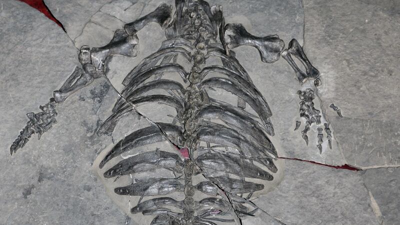 A fossil skeleton from China has shone a light on turtle evolution.