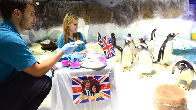 All of the zoos and aquariums getting their animals into the royal wedding spirit.