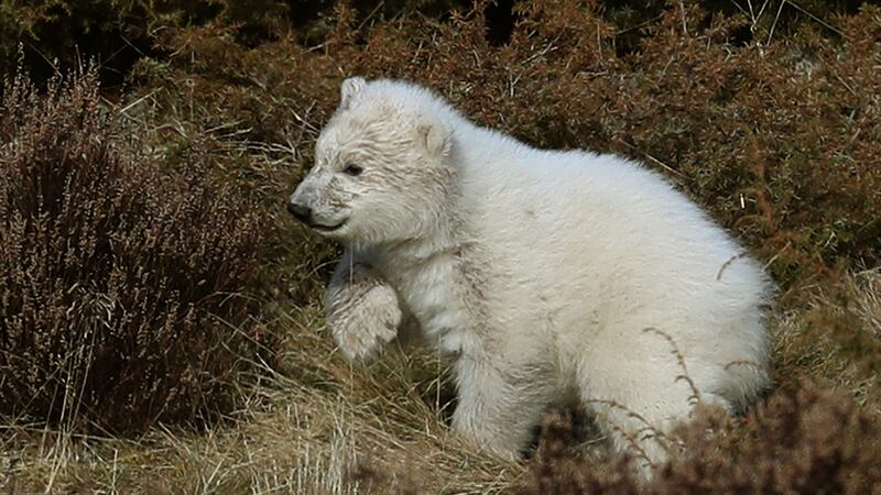 Hamish will celebrate his first birthday at Highland Wildlife Park on Tuesday December 18.