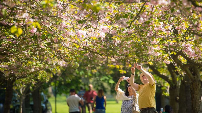 The National Trust aims to create blossom circles in and around urban areas over the next five years to connect more people to nature.
