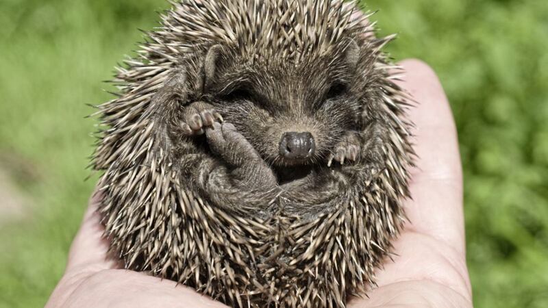 Is it an African pygmy hedgehog or simply a small hedgehog? Only the RSPCA can tell 
