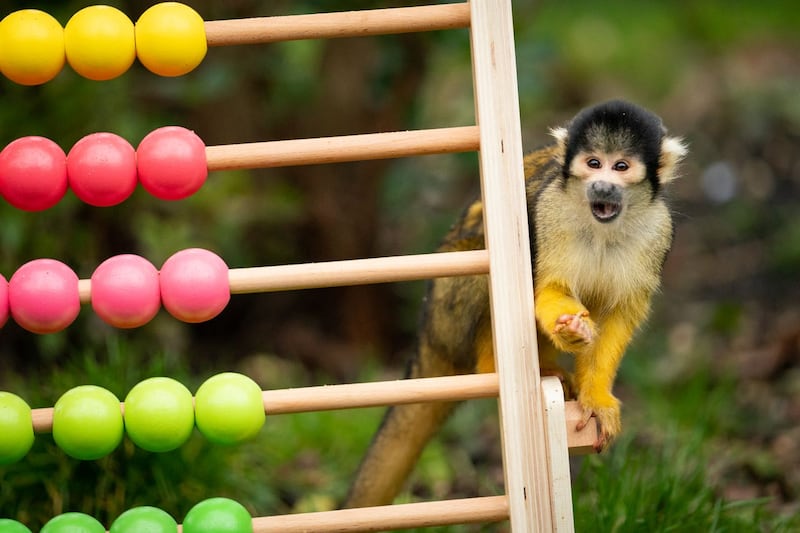 A squirrel monkey during the annual stocktake at ZSL London Zoo