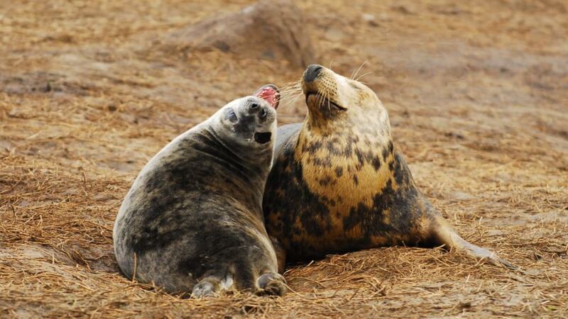 Scientists found baby seals given oxytocin jabs instantly hit it off.