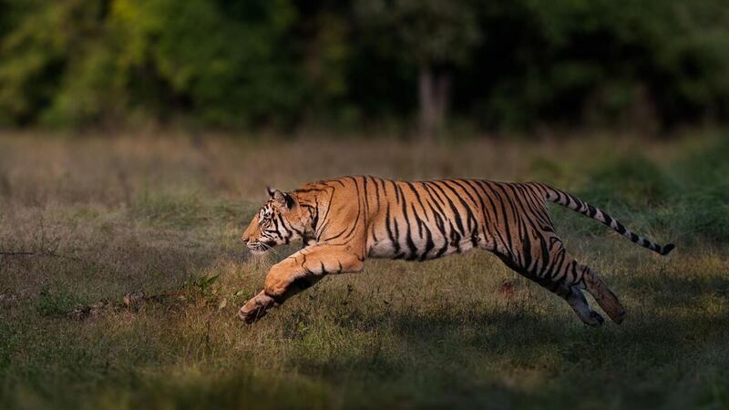 The number of wild tigers is on the increase in Bhutan, China, India, Nepal and Russia, WWF says, while other experts celebrate sightings in Thailand.