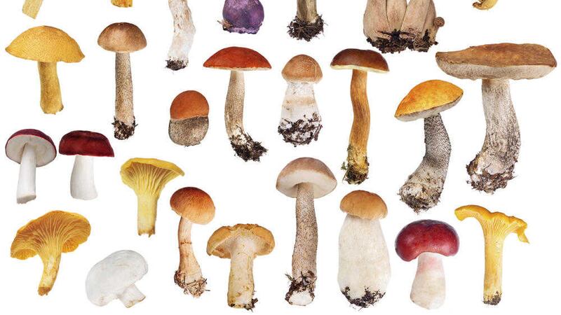 A selection of edible mushrooms&nbsp;