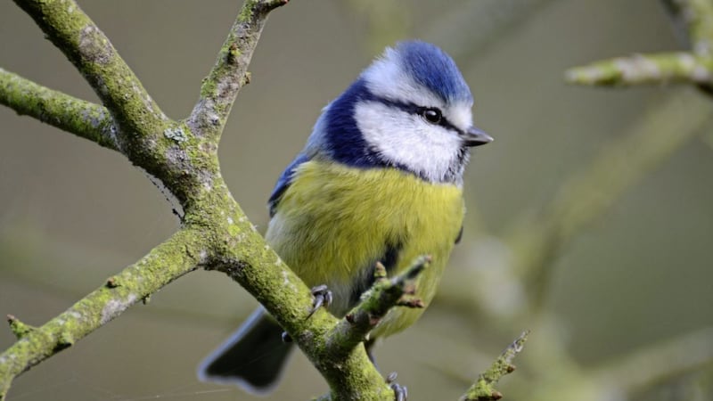 A blue tit &ndash; how lovely it is to listen to its song 