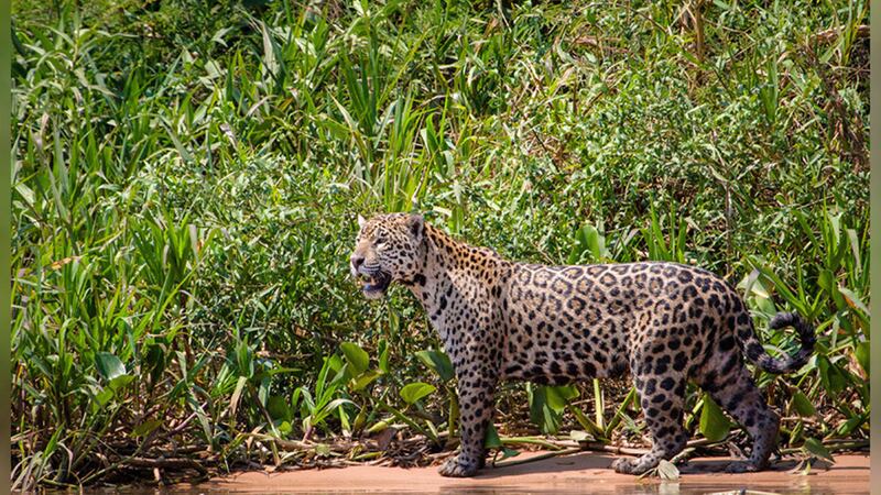 A Brazilian jaguar