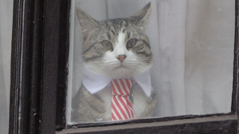 Embassy Cat has quite the following.