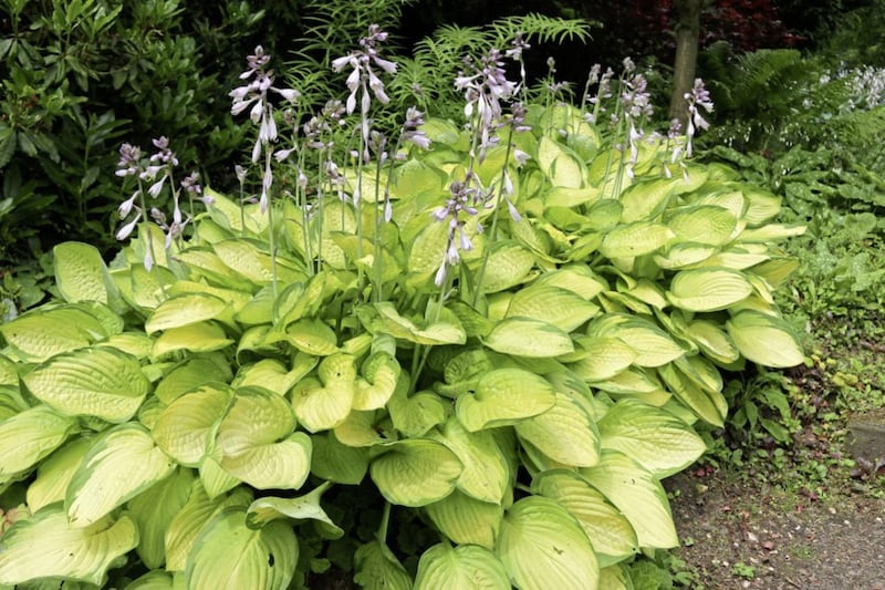Plantain lilies (Hosta) growing in partial shade with pale lilac flowers and yellow leaves with green margins with ferns and shrubs in the background.. 