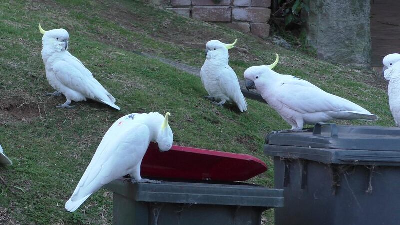 Cockatoos open bins