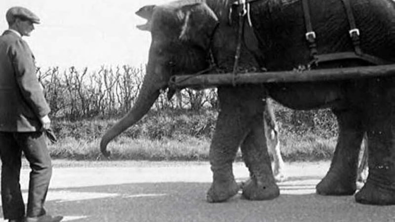 The elephant, possibly named Nancy, is believed to have been buried in Kingswood in 1891 (National Fairground & Circus Archive/PA)