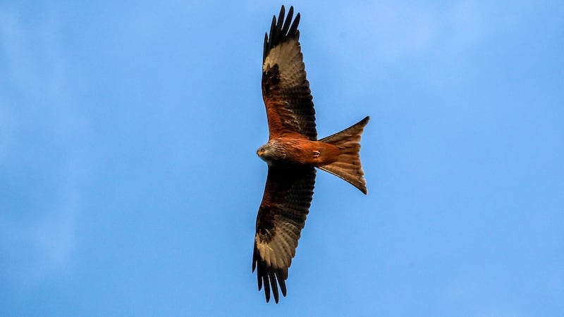 The red kite population has been growing across vast parts of Britain