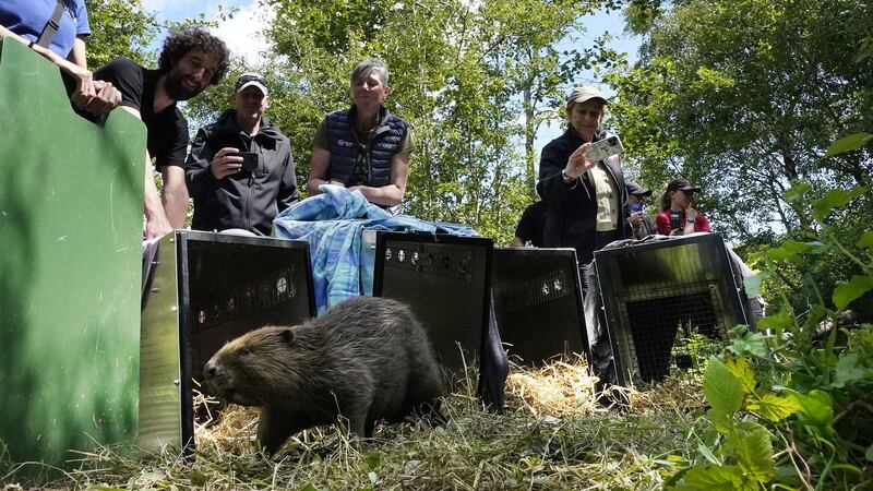 Beavers are released at Wallington Estate in Northumberland in a project to improve local biodiversity and mitigate the effects of climate change (Owen Humphreys/PA)