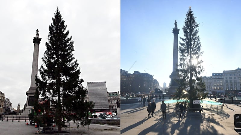 Pictures show the branches of the 21-metre Norwegian Spruce looking a bit more sparse than usual.