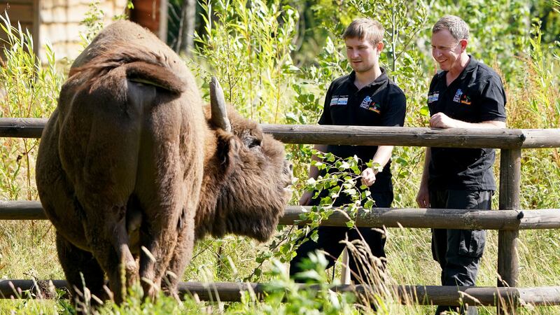 A close-knit herd of four European bison is to live in Blean Woods near Canterbury in an effort to restore the habitat.